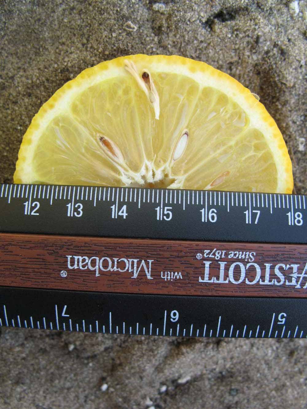            Fruit cross-section (Vangasay, Winter Haven, FL)   